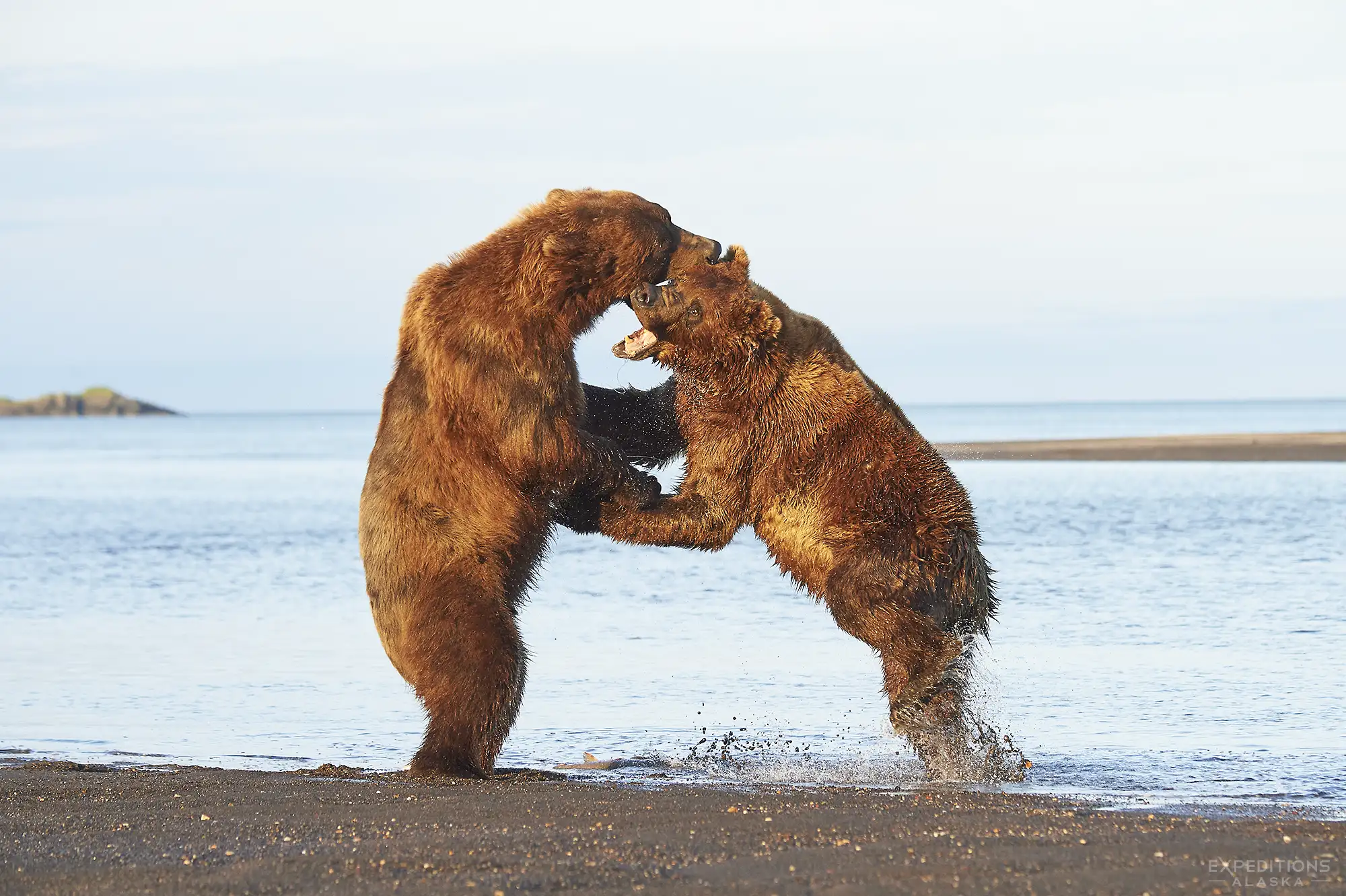 Alaska bear tour photo of brown bears fighting, Hallo Bay, Katmai National Park.