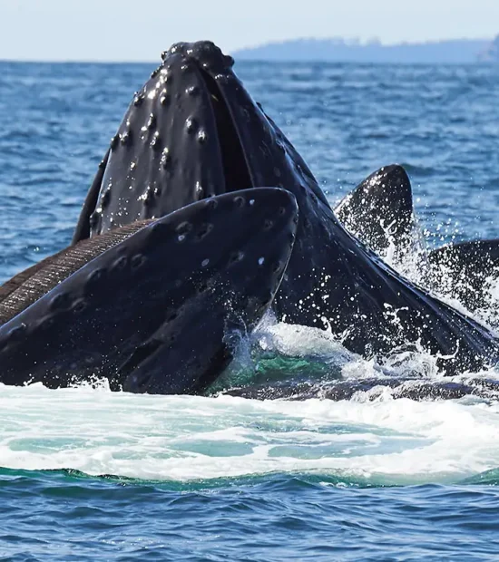 Pod of humpback whales bubble-net feeding.