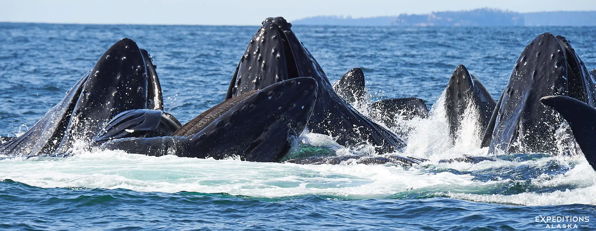 Pod of humpback whales bubble-net feeding.