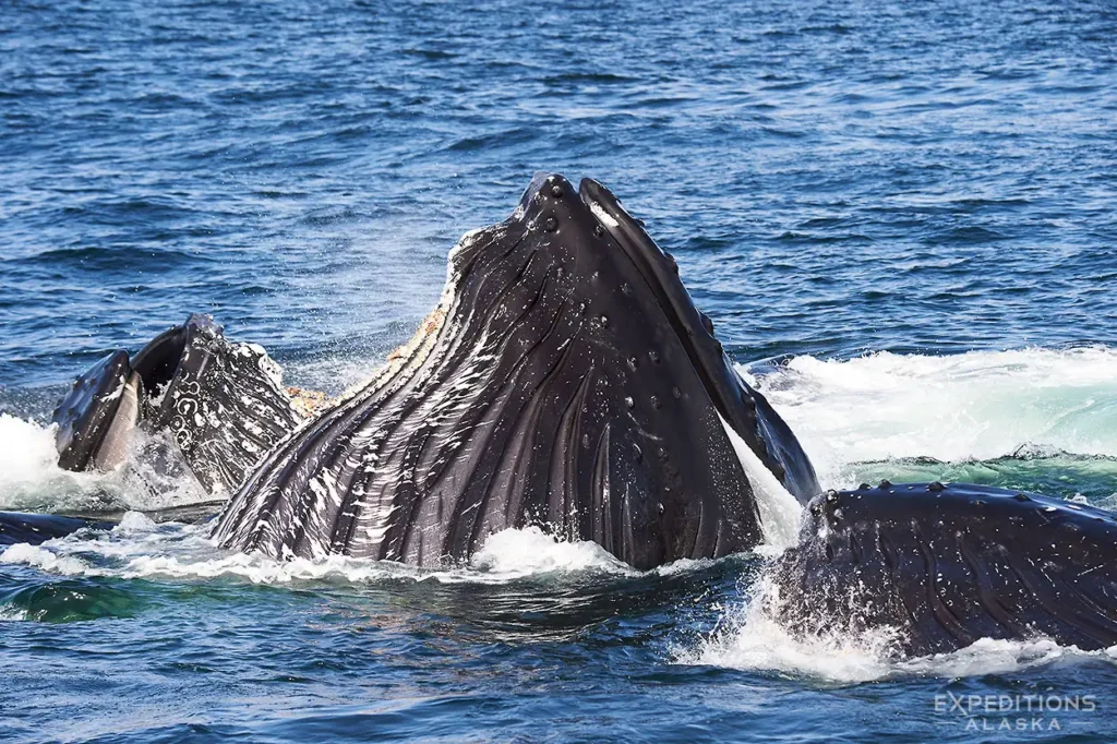 A humpback whale feast. Spawning herring make a calorie-filled feast for the local humpbacks.