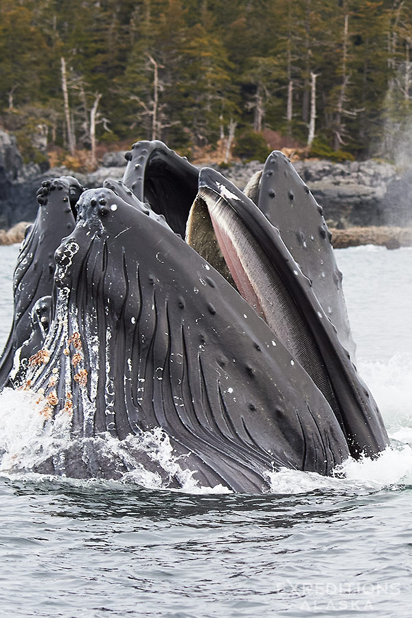 Humpback whale bubblenet feeding.