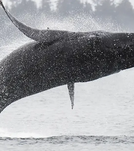 Humpback whale breaching during herring spawn feast out of Sitka, Alaska.