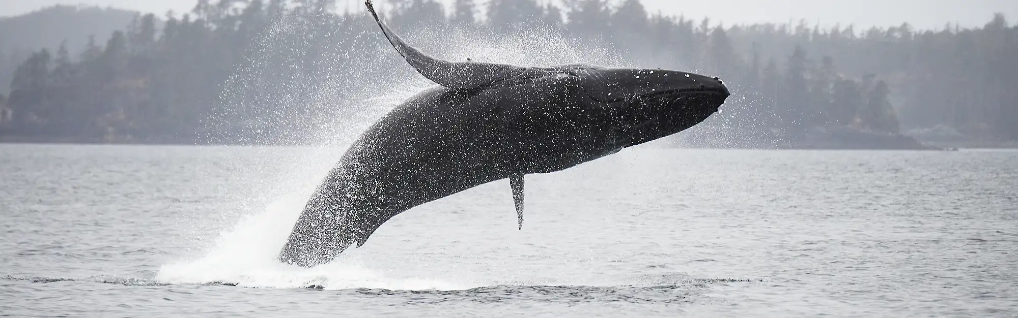 Humpback whale breaching during herring spawn feast out of Sitka, Alaska.