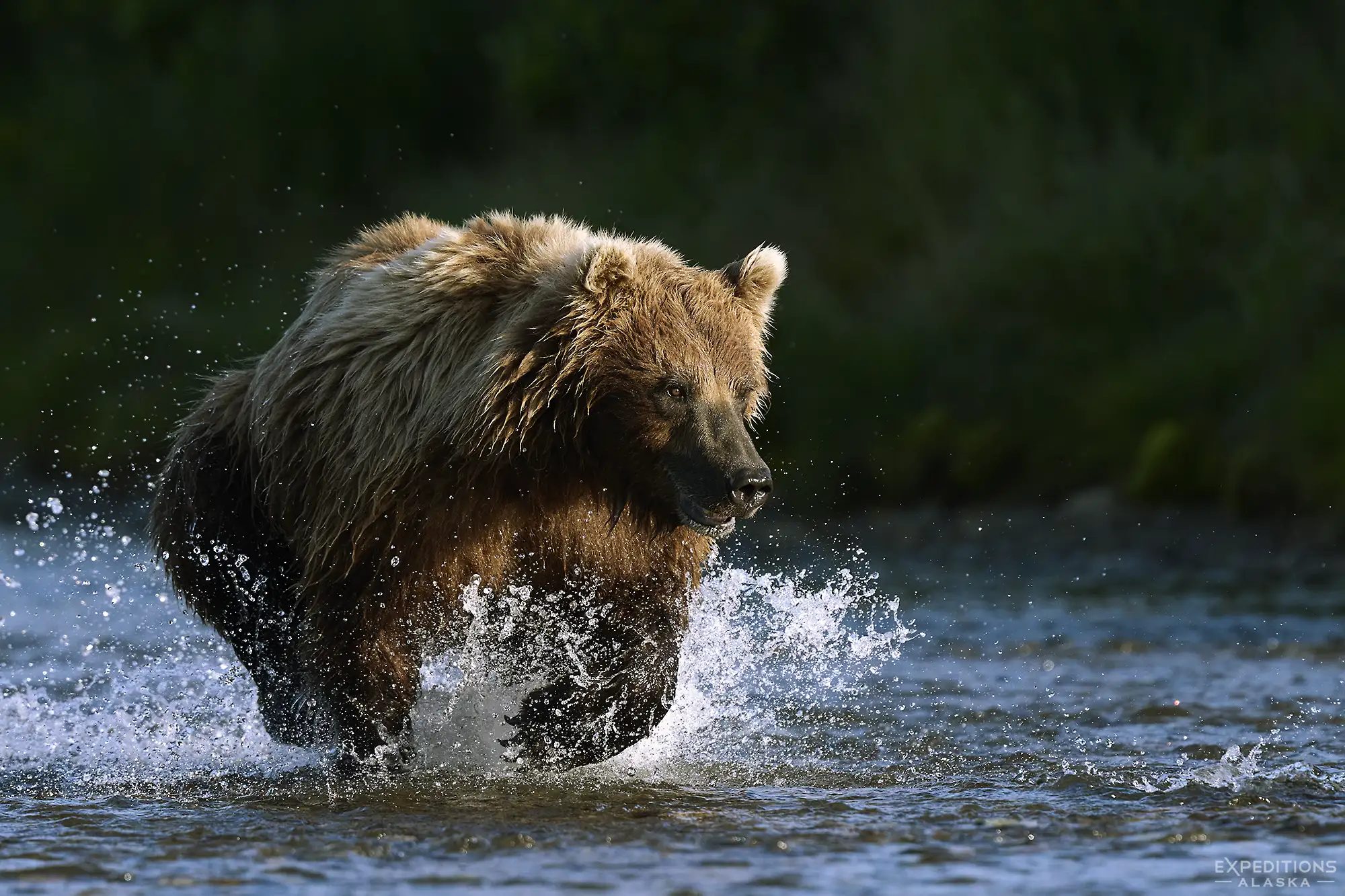Alaska bear camp photo tour: brown bear chasing salmon.