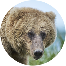 Lea Heckley Alaska bear tour review