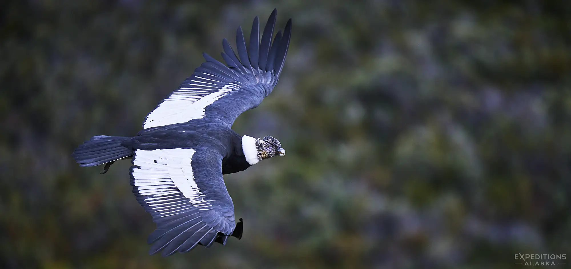 Andean Condor photo from our Puma Tour.