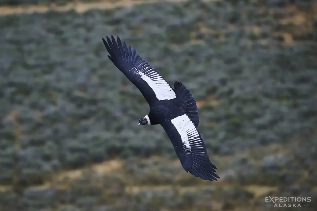 Andean condor soaring against the Patagonian tundra.