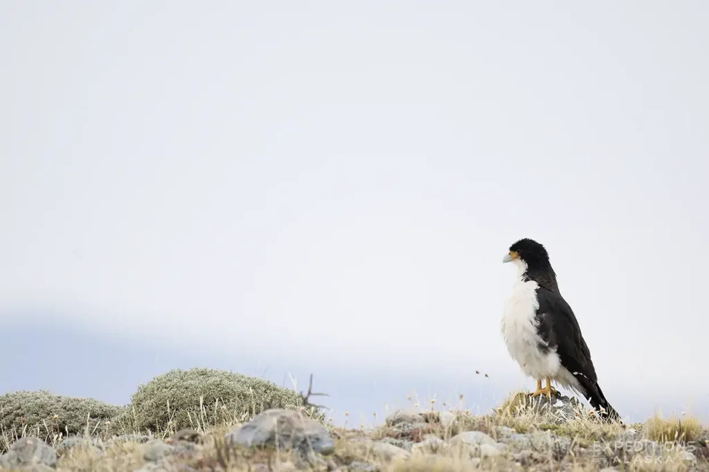 Caracara perched on the ground in Patagonia.