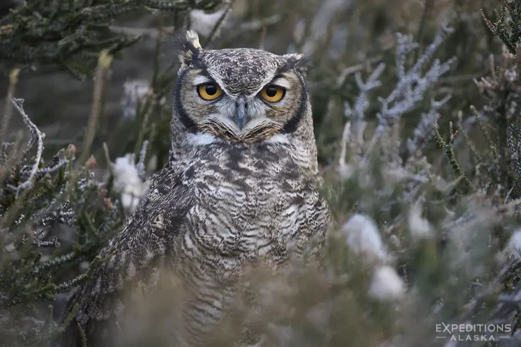 Lesser Horned owl, Patagonia Chile.