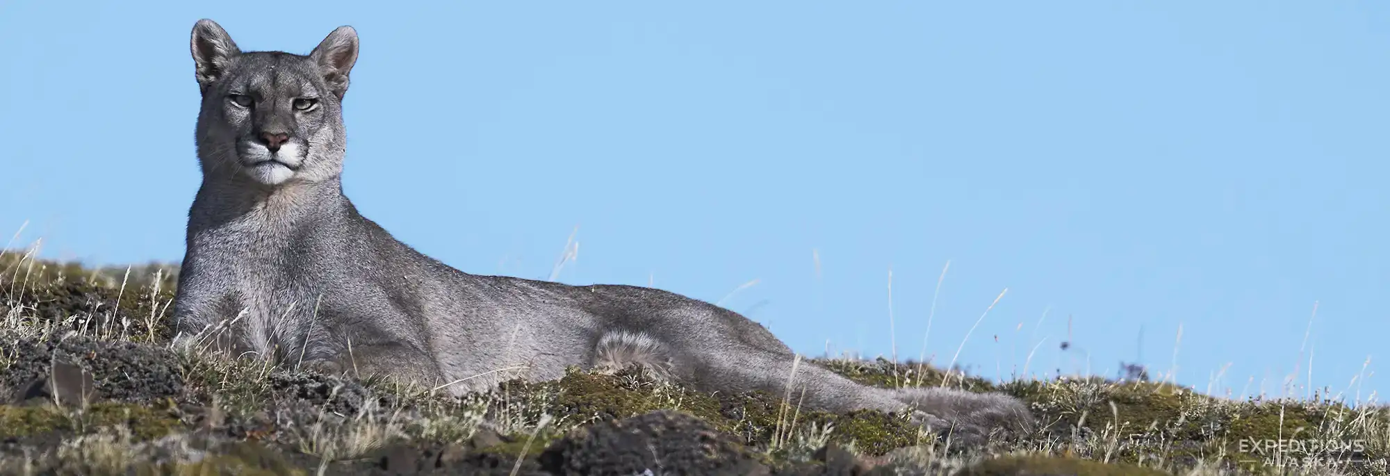 Patagonia puma photo tour shot from Torres del Paine, Chile.