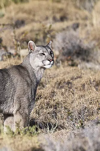Patagonia Puma Photography tour.