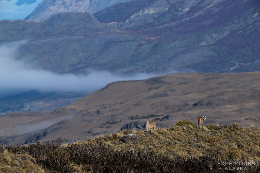 Pumas and the landscape of Torres del Paine.