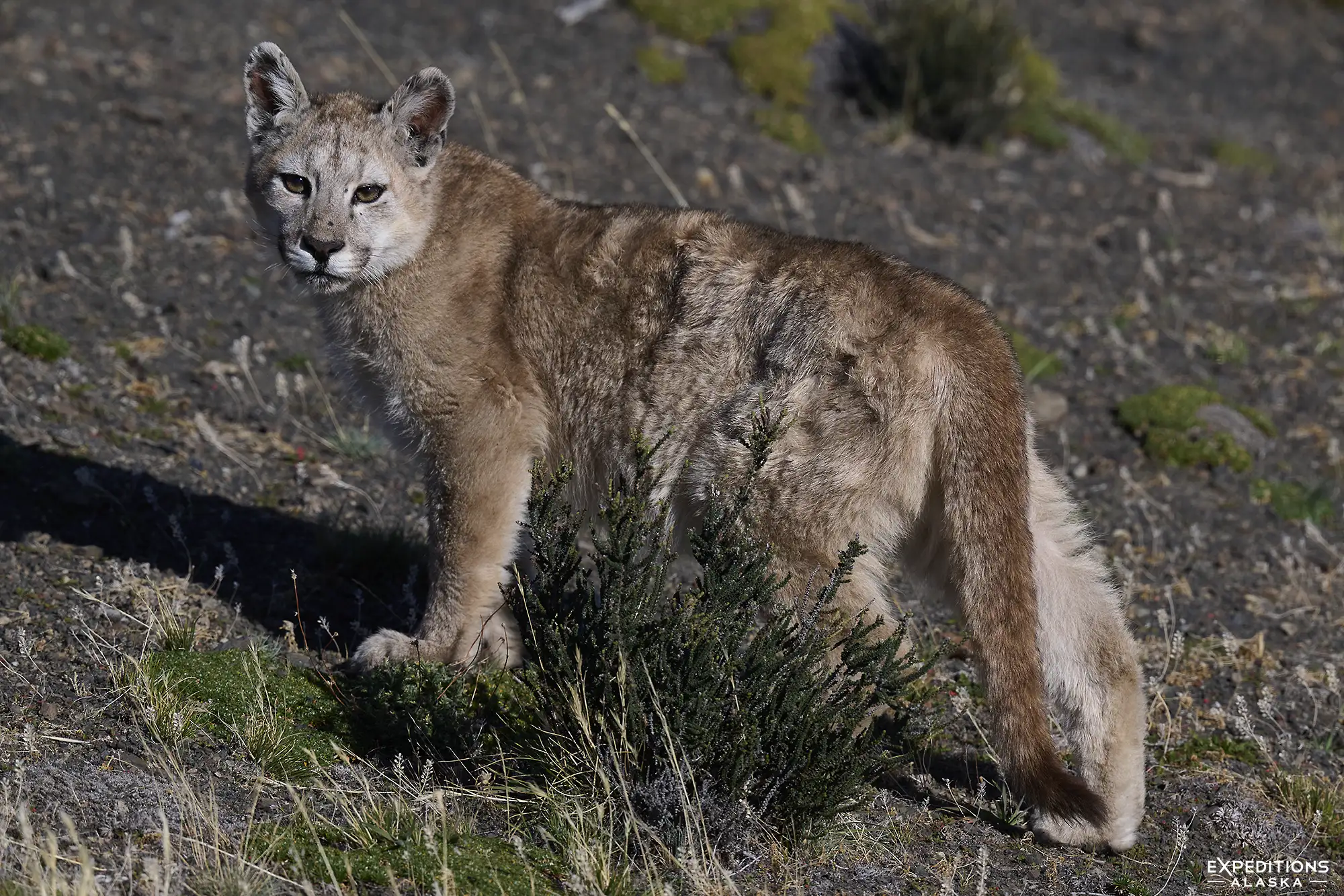 Patagonia puma cub from photography tour with Expeditions Alaska