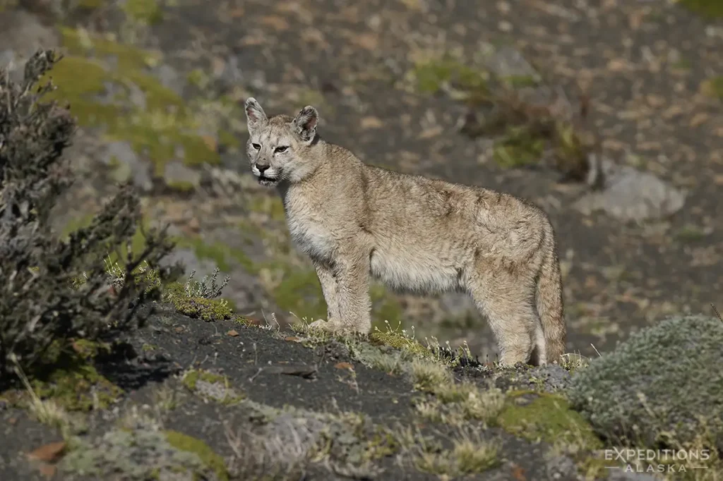 A young puma cub walking on tundra in Patagonia, Chile.