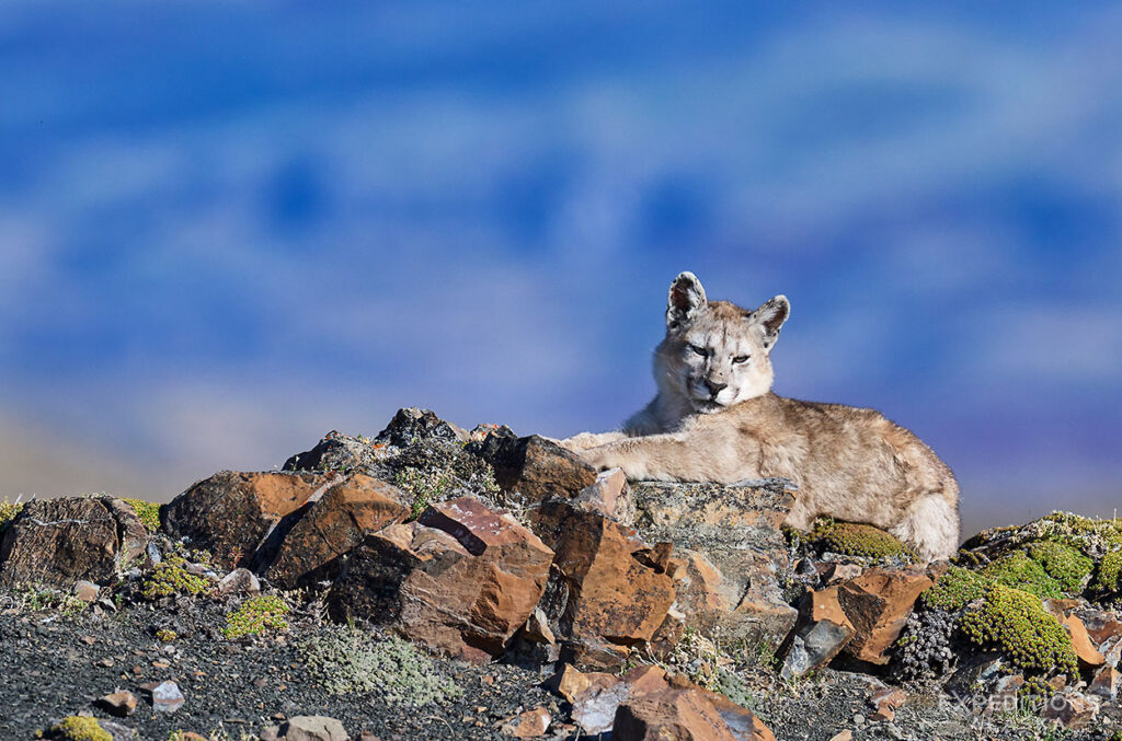 A young puma cub resting on the tundra, Chile.