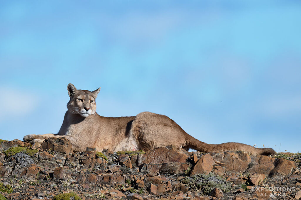 Patagonia puma on a high ridge