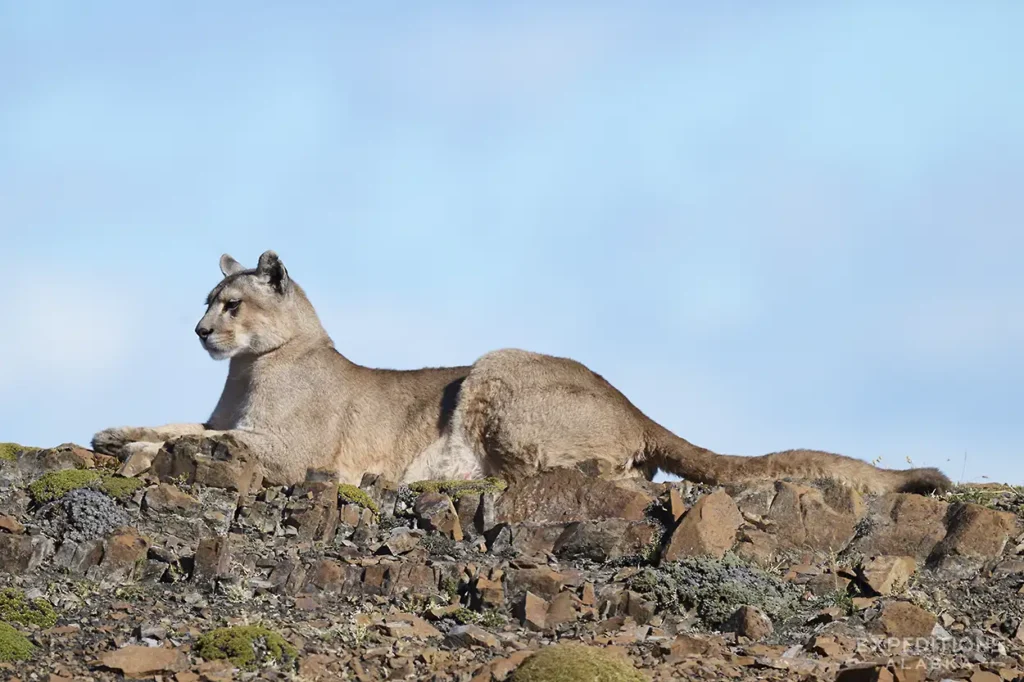 This same mother puma on a ridgeline in Patagonia.
