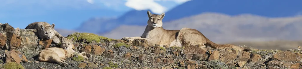 Puma mother and 2 cubs, Patagonia, Chile photo tour.
