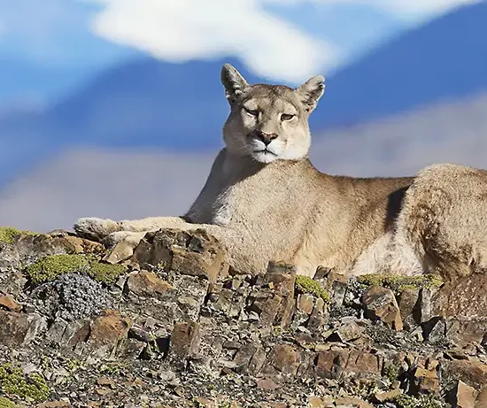 Puma mother and 2 cubs, Patagonia, Chile photo tour.