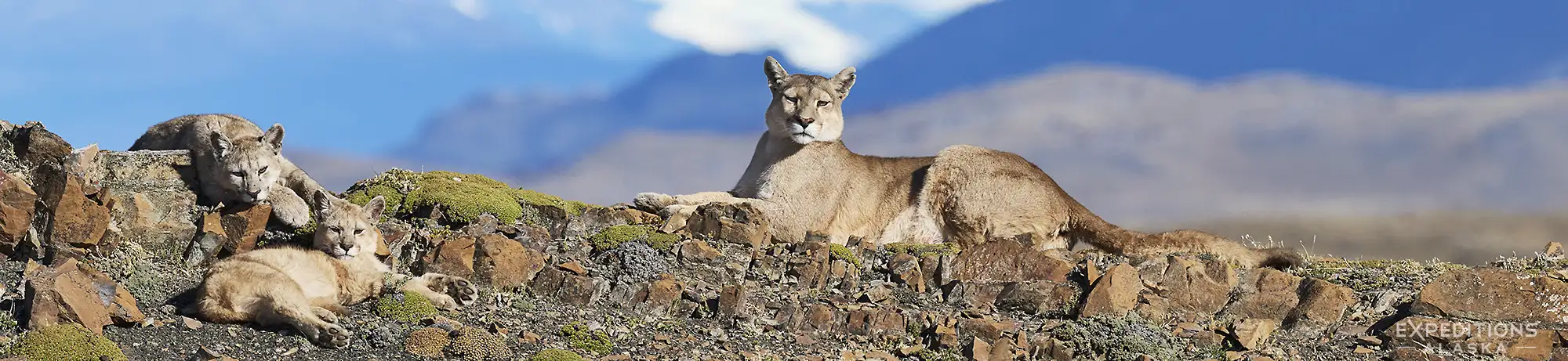 Puma mother and 2 cubs, Patagonia, Chile photo tour.
