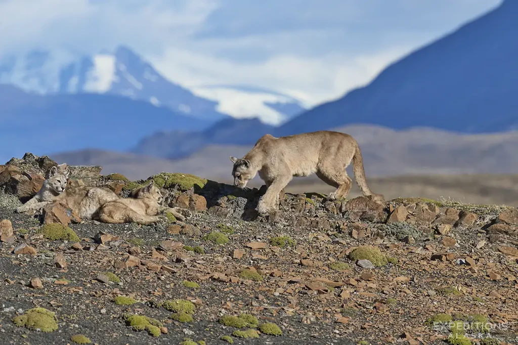 A mother puma or mountain lion, also called cougar, in Patagonia Torres del Paine, Chile.