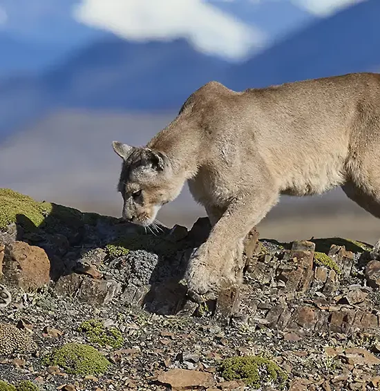 Female puma, or cougar and her cubs on a ridge in Patagonia, Chile.