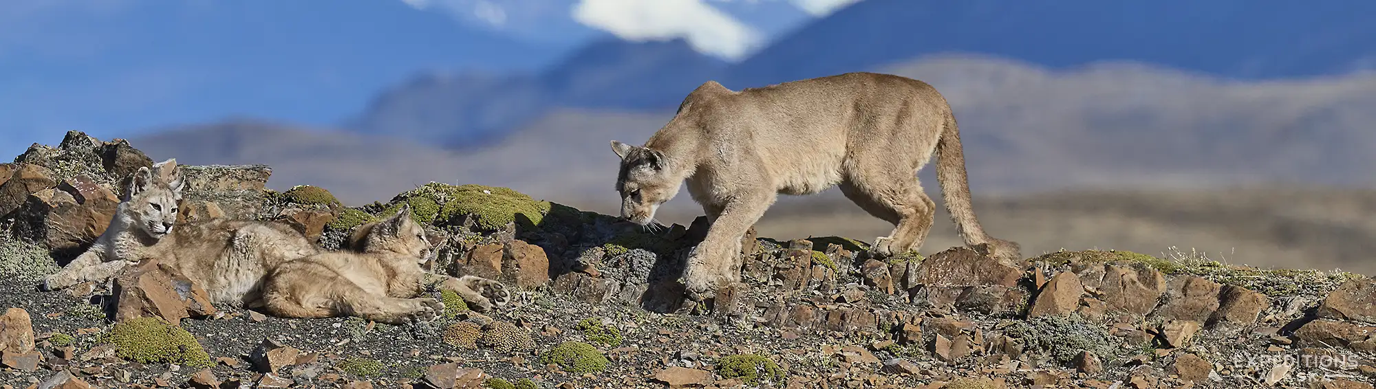 Female puma, or cougar and her cubs on a ridge in Patagonia, Chile.