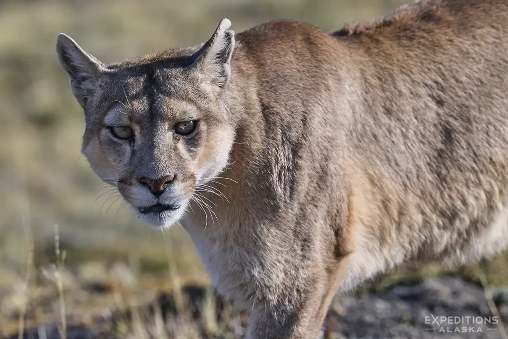 Female puma up close.