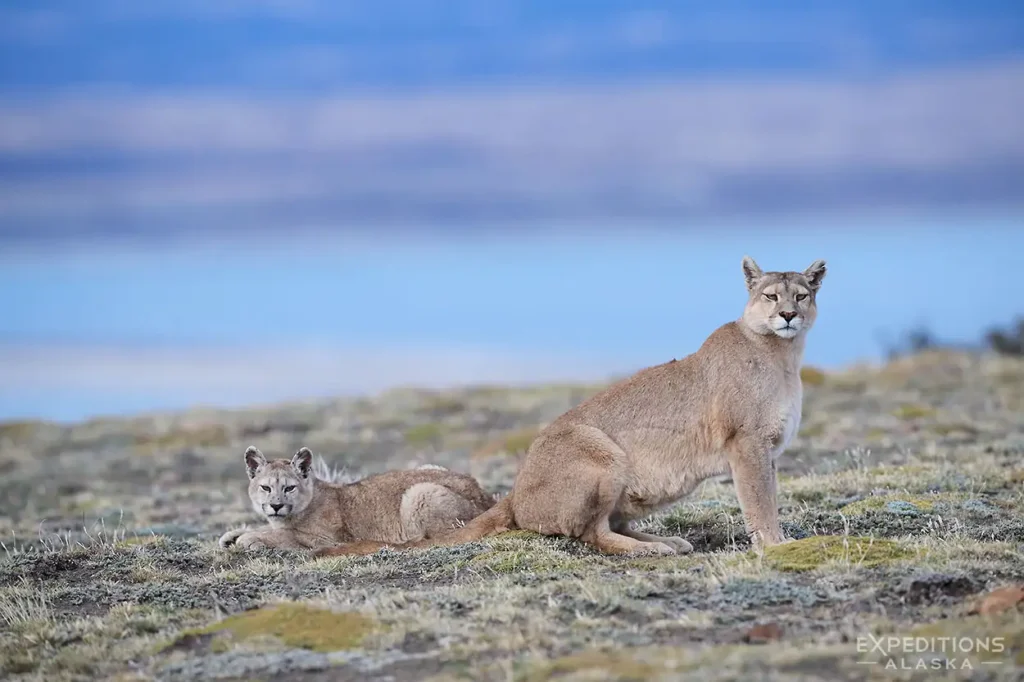 Patagonia Puma Photography tour mother and cub puma.