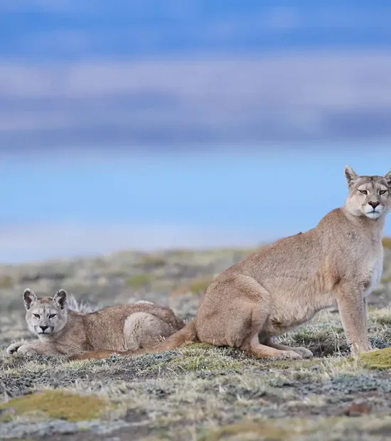 Patagonia Puma Photography tour mother and cub puma.