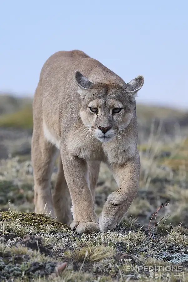 A female puma on the prowl