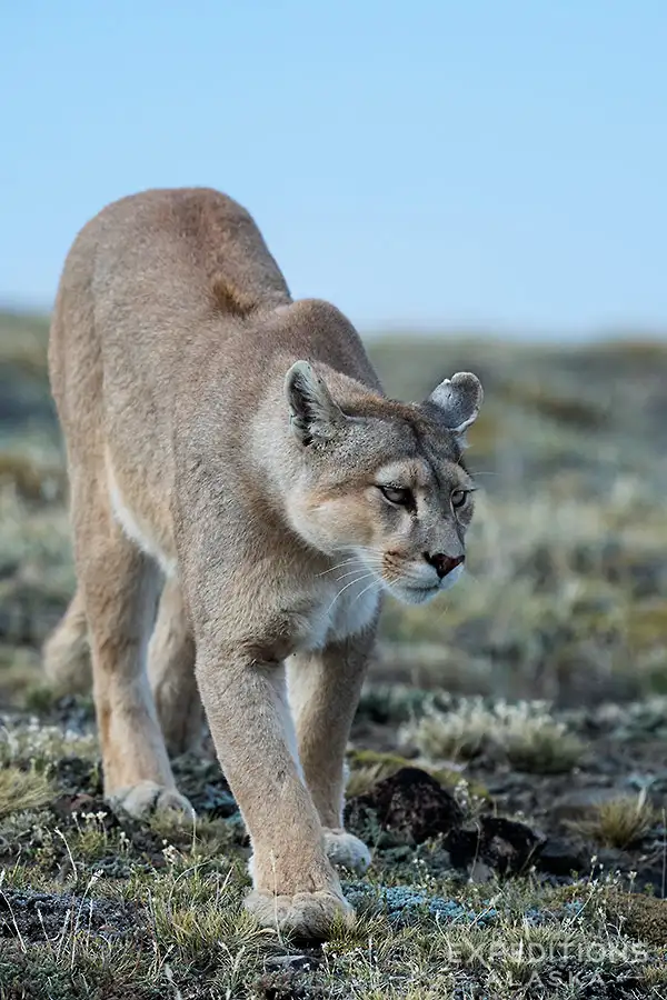 Wild female puma in Patagonia, Chile.