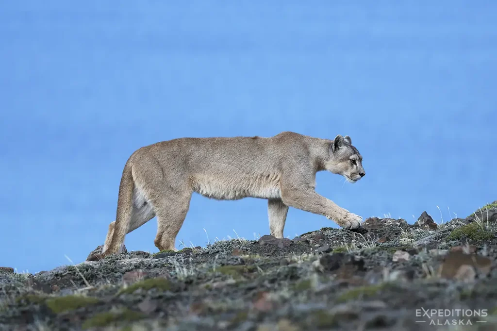 Puma hunting the tundra of Patagonia.