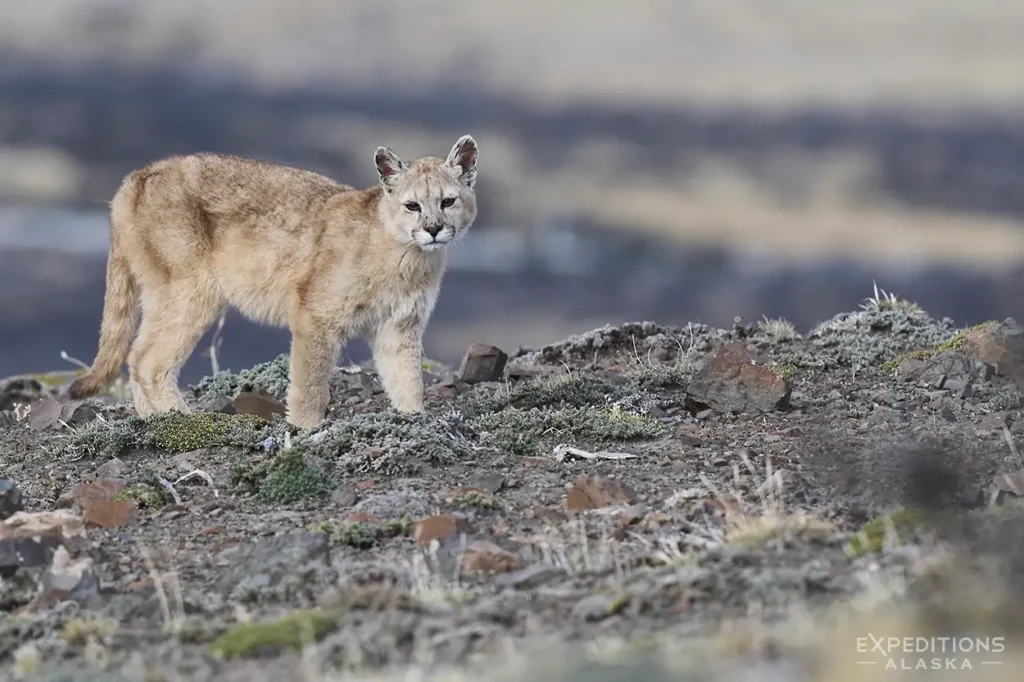 Puma cub near Torres del Paine, Patagonia, Chile.