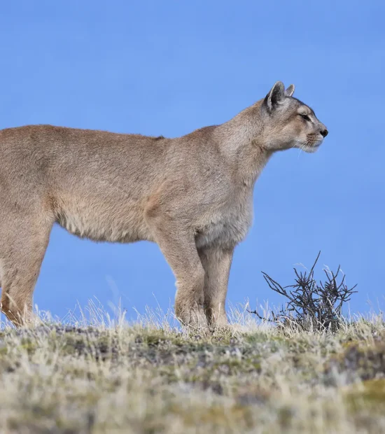 Female puma hunting for Guanaco in Patagonia, Chile.