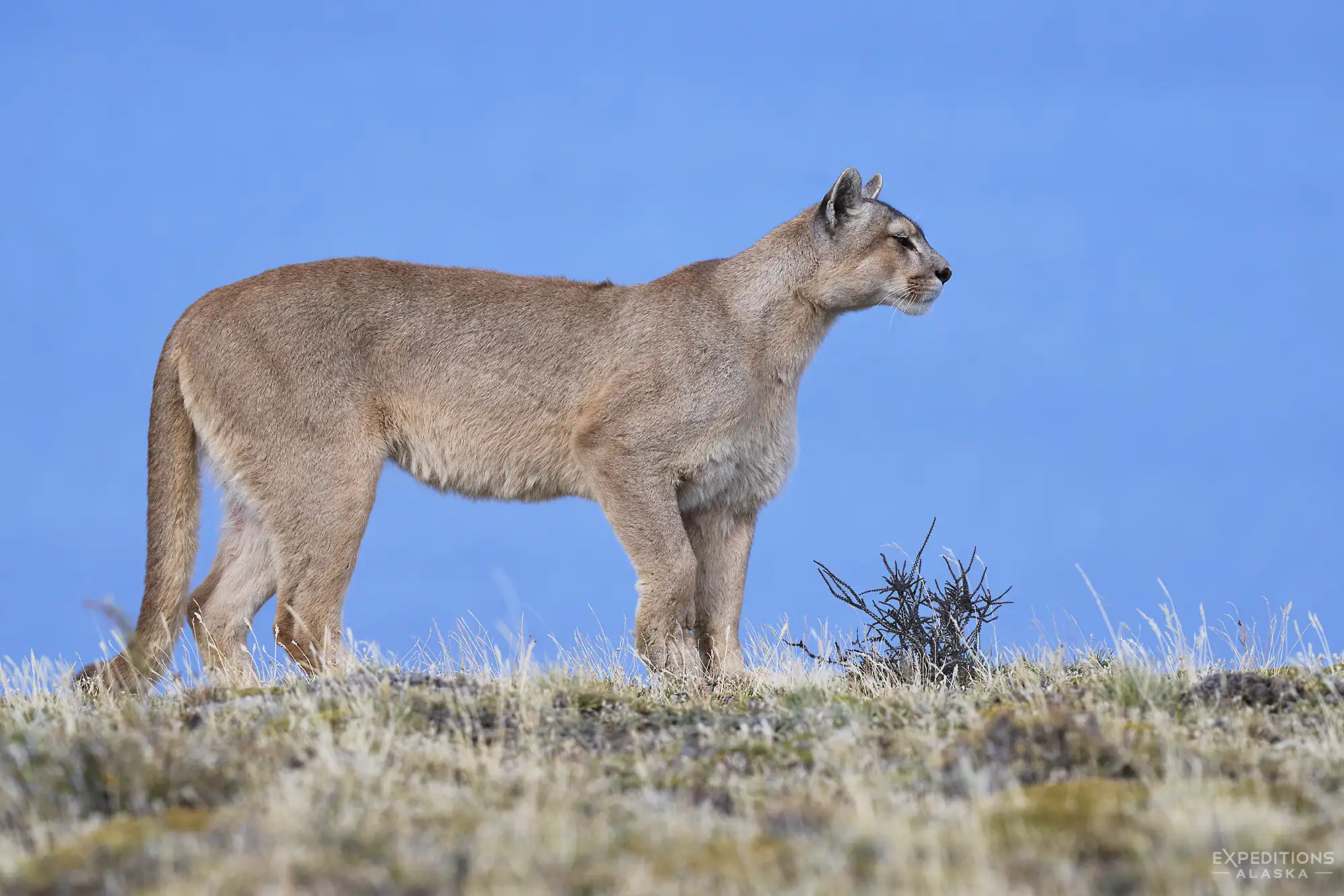 Female puma hunting for Guanaco in Patagonia, Chile.
