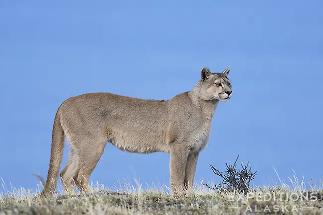 Wildlife photo of a puma in Patagonia.