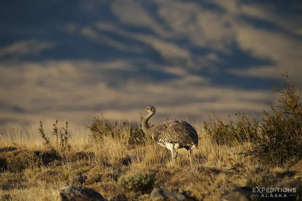 Patagonia Rhea on the tundra. Chile.