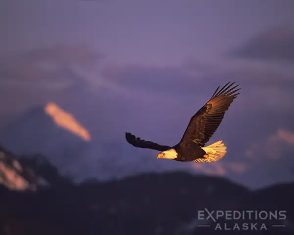 Bald eagle photography Alaska.