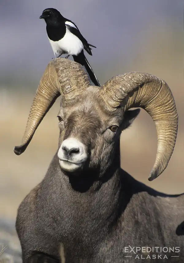 Photographing wildlife in Canadian Rockies, bighorn ram and a magpie.