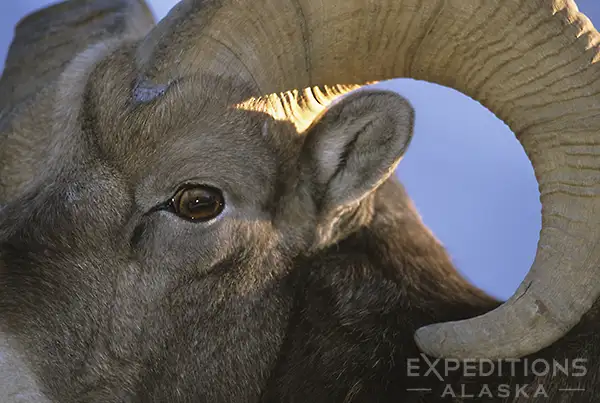 A young bighorn ram in Canadian Rockies.