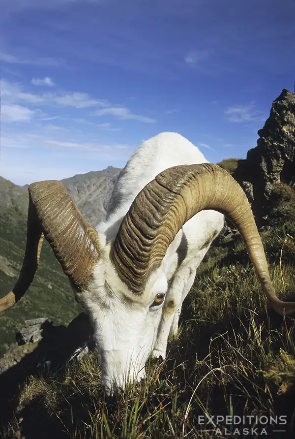 Wildlife photography article photo of a dall sheep ram, Alaska Range.
